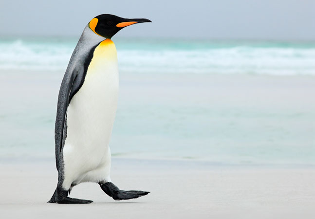 Penguin